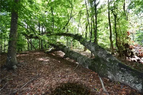 00008 Windridge Ln, Temple, GA 30179 photo 8
