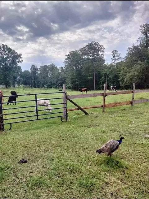 0 Zenith Mill Rd, Roberta, GA 31078 photo 2