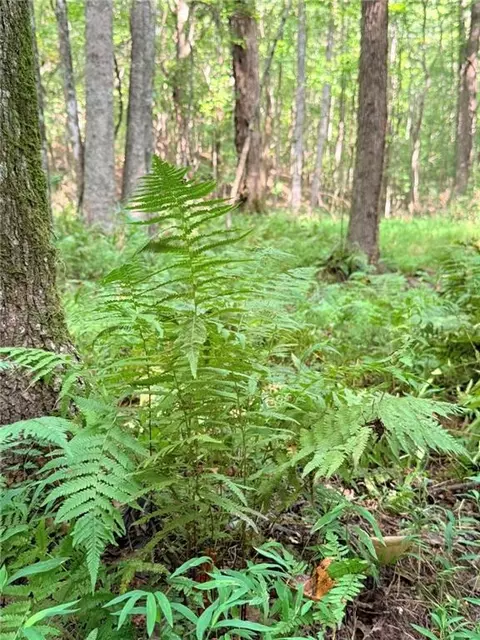 lot4 Pettit Rd, Jasper, GA 30143 photo 8