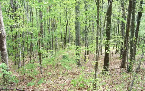 5 Thunder Rd, Hayesville, NC 28904 photo 9