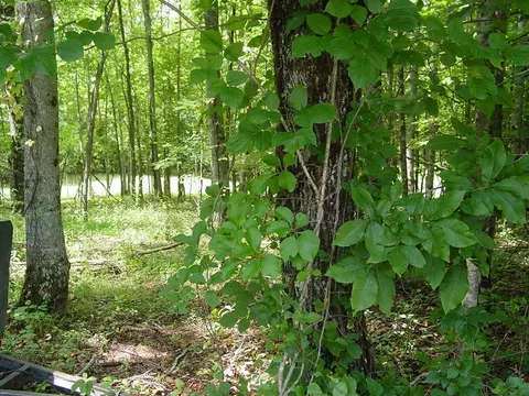 13 Dan Knob Drive, Hayesville, NC 28904