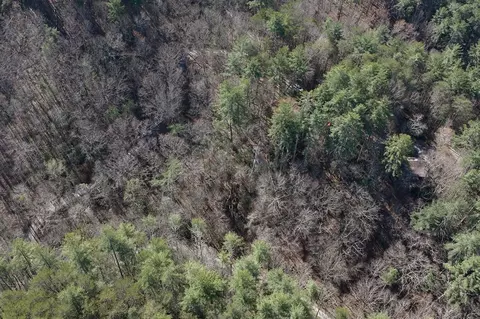 View/Area - 216 Pig Trl, Cherry Log, GA 30522 photo 3 of 3