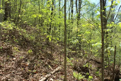 lot60 Shiloh Trl, Hayesville, NC 28904