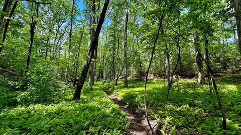 12 Frances Drive, Ellijay, GA 30536