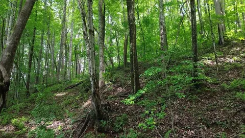 115 Calvender Rd, Turtletown, TN 37391