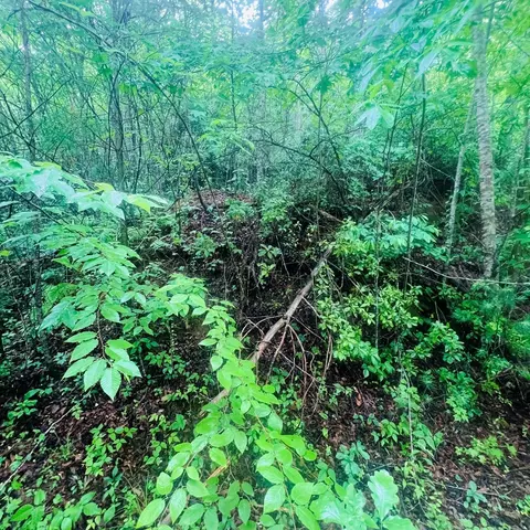 00 Owl Creek Rdg, Murphy, NC 28906 photo 3