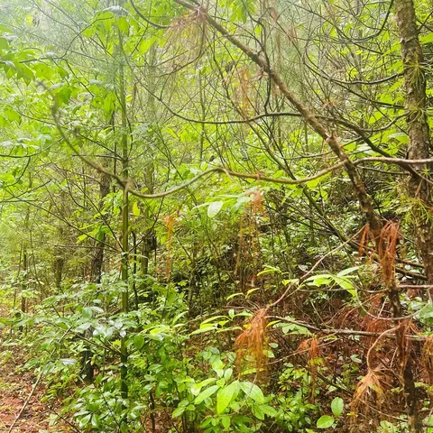 00 Owl Creek Rdg, Murphy, NC 28906 photo 2