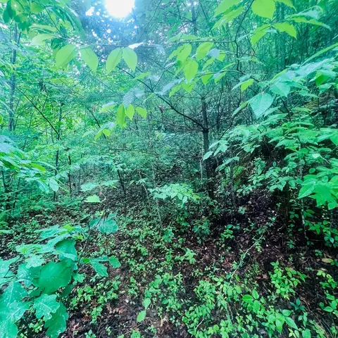 00 Owl Creek Rdg, Murphy, NC 28906