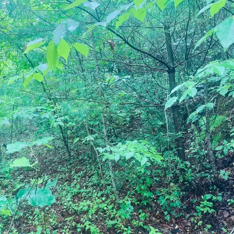 00 Owl Creek Rdg, Murphy, NC 28906 photo 4