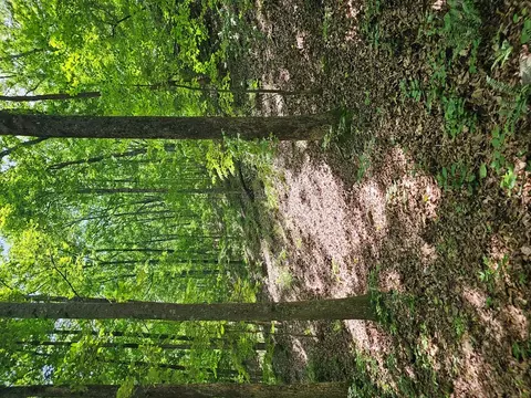 549 NE Myriad Way, Ranger, GA 30734 photo 12