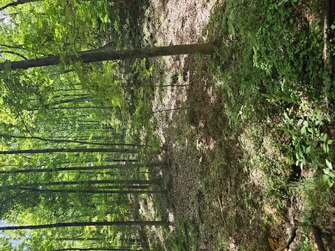 549 NE Myriad Way, Ranger, GA 30734 photo 9