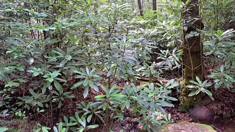 31 Acres Upper Bear Paw Rd, Murphy, NC 28906 photo 5