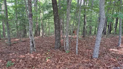 31 Acres Upper Bear Paw Rd, Murphy, NC 28906 photo 11