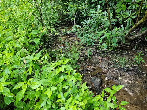 31 Acres Upper Bear Paw Rd, Murphy, NC 28906 photo 4