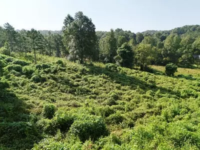 lot31 Arbor Creek Trl, Mineral Bluff, GA 30559