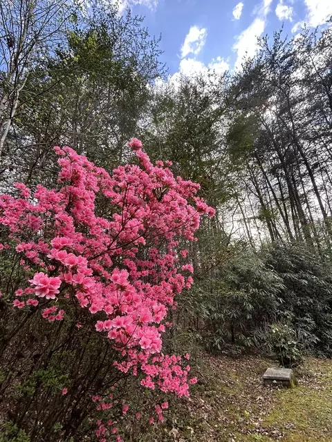 Exterior - 310 Licklog Ct, Hayesville, NC 28904 photo 10 of 17