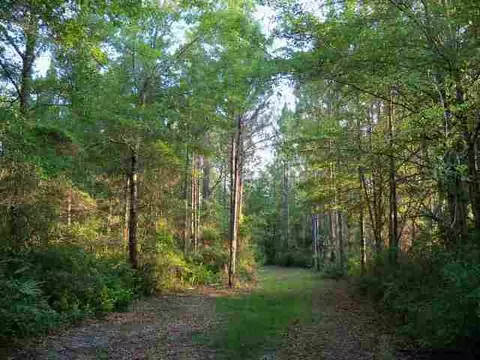 2004 SW Bee Tree Rd #-, Madison, FL 32340 photo 3