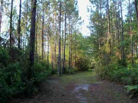 2004 SW Bee Tree Rd #-, Madison, FL 32340 photo 20