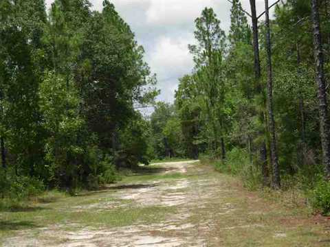 1719 Dennis Howell Rd, Perry, FL 32348 photo 3
