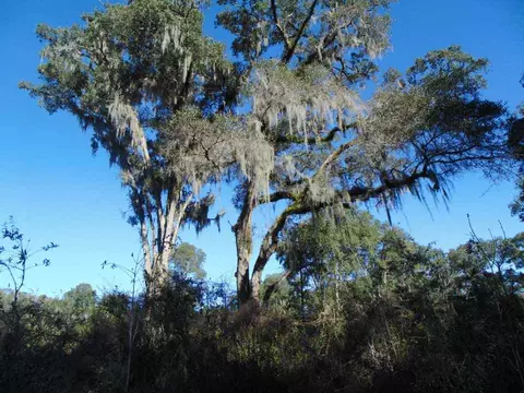 Vacant Aucilla Plantation Court #-, Monticello, FL 32344 photo 12