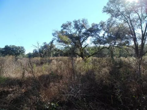Vacant Aucilla Plantation Court #-, Monticello, FL 32344 photo 8