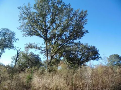 Vacant Aucilla Plantation Court #-, Monticello, FL 32344 photo 6