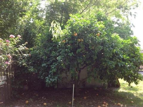 416 Elm St, Perry, FL 32347 photo 22