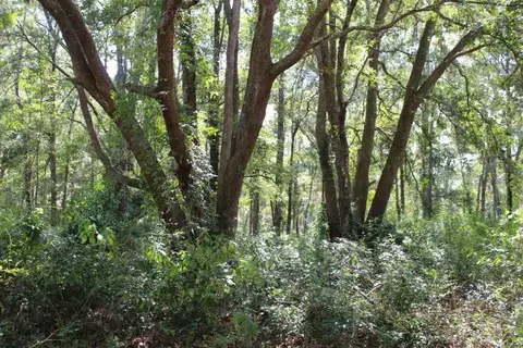 tbd Beech Rd, Monticello, FL 32344 photo 10