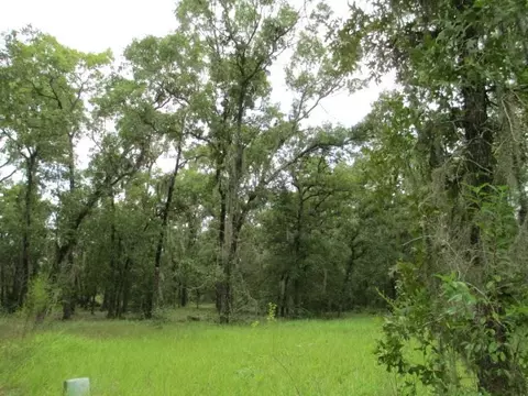 2699 Live Oak Rd, Perry, FL 32348 photo 6
