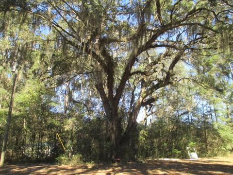 8548 Beach Rd, Perry, FL 32348 photo 6