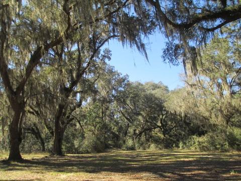 8548 Beach Rd, Perry, FL 32348 photo 7