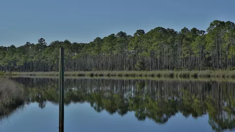 1031 Mill Rd, Carrabelle, FL 32322 photo 6