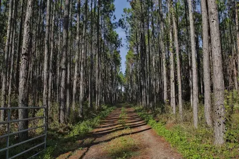 1031 Mill Rd, Carrabelle, FL 32322 photo 2