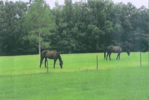 340 Phelps Rd, Lamont, FL 32336 photo 24