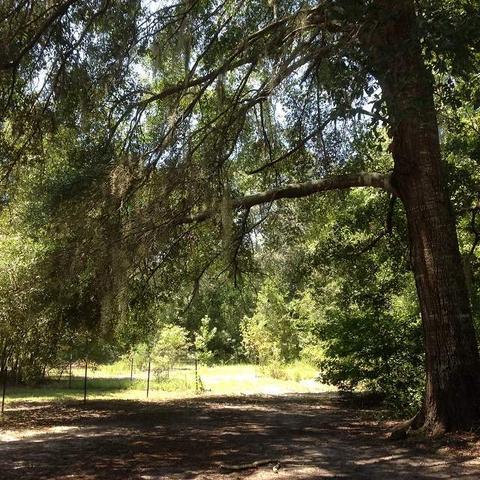 1457 Paul Poppell Rd, Perry, FL 32347 photo 29