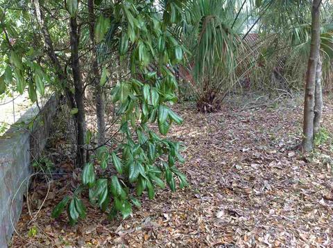 103 Marshall Dr, Perry, FL 32347 photo 35