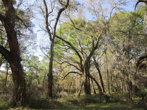 1849 Cairo Parker Rd, Perry, FL 32347 photo 5