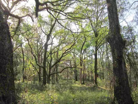 1849 Cairo Parker Rd, Perry, FL 32347 photo 29