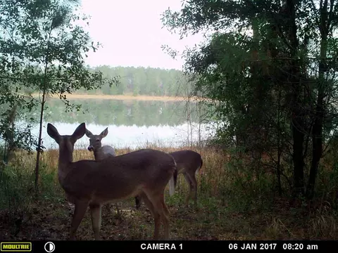 779 St Augustine Rd #-, Monticello, FL 32344 photo 36