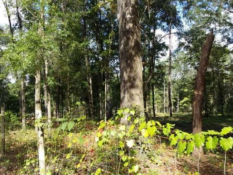 494 NE Nixon Loop, Madison, FL 32340 photo 6