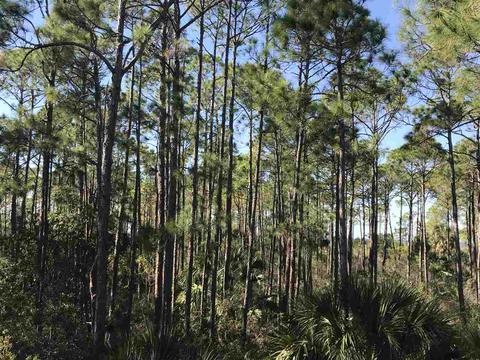 16721 Jabo Rd, Perry, FL 32348 photo 12