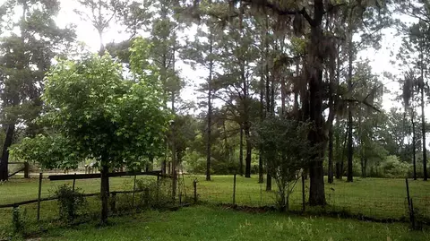 14535 Robert Ezell Rd, Perry, FL 32348 photo 7
