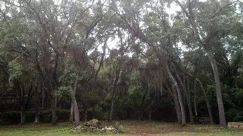 14535 Robert Ezell Rd, Perry, FL 32348 photo 9