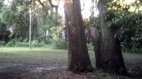 717 W Veterans Dr, Perry, FL 32347 photo 9