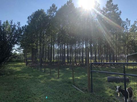 7185 S Red Padgett Rd, Perry, FL 32348 photo 35