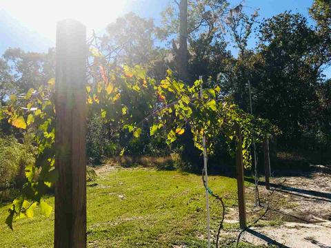 2259 Red Oak Rd, Perry, FL 32348 photo 9