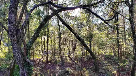 3907 SW 77th Ter, Jasper, FL 32052 photo 30