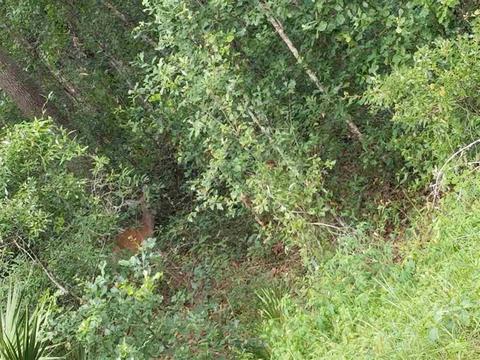 2369 Canopy Ln, Perry, FL 32347 photo 34