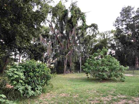 413 NE Ridge Loop, Madison, FL 32340 photo 18