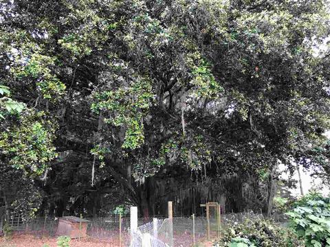 413 NE Ridge Loop, Madison, FL 32340 photo 19